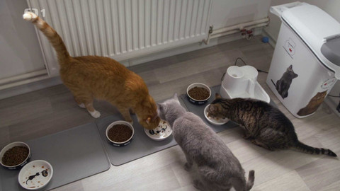 Kočka není pes - Nečistotný Rony a rozhádaná kočičí smečka