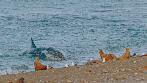 Dokonalí mořští predátoři - 2/4 Lov na nepřátelském území