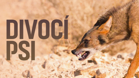 Divocí psi