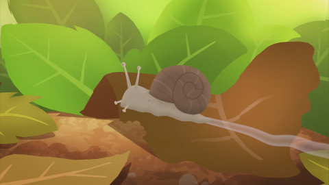 Můj mazlíček a já - roztomilá havěť - 6/10 Hlemýždi