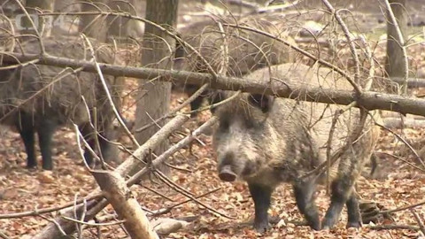 Regiony ČT24 - 13. listopadu 2021