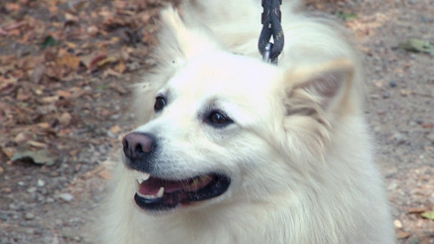 Chcete mě? - Chcete je?