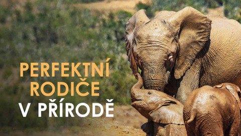 Perfektní rodiče v přírodě