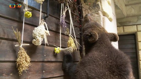 Méďové na cestách - 34/43 Kokořínsko