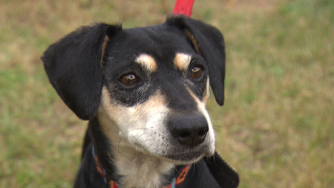 Chcete mě? - Chcete je?