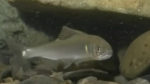 Hvězdy zvířecí říše - 11/32 Nejlepší imitátor kamenů