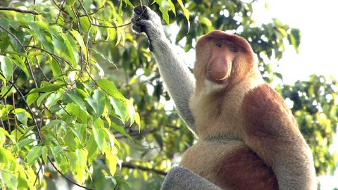 Obdivuhodný svět přírody - Kahau nosatý