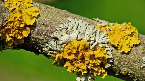 Minuty z Krkonoš - Tajemný svět lišejníků