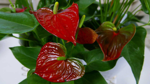 Polopatě - 22. února