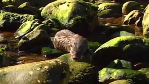 Vydrýsek - 13/13 O příchodu zimy