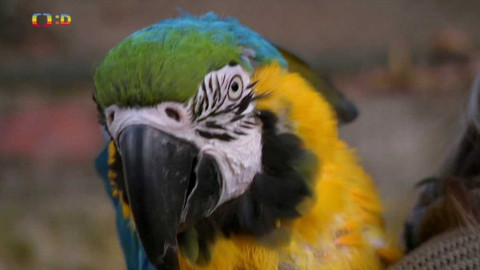 Terčin zvířecí svět - 3. prosince 2021