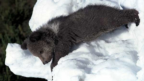 Méďové - Šumavské klouzání