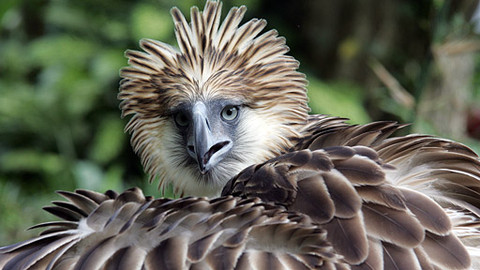 GEO 360° - Schůzky s orlem