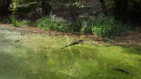 Kapka vody - Lesní tůně