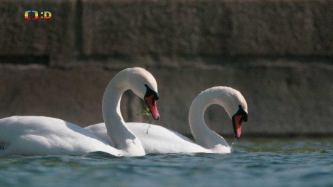 V divočině, tam to žije - Epizoda 40/40