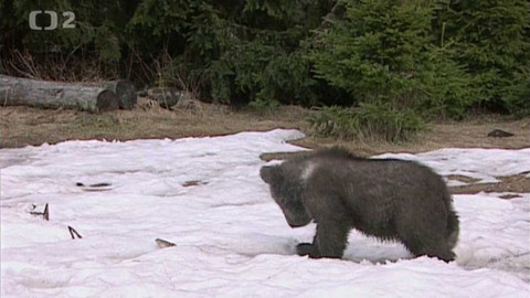 Méďové - Když taje sníh