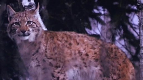 Tisíc let české myslivosti - 22. dubna 2010