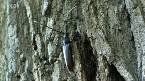 Živé srdce Evropy - Tesařík obrovský