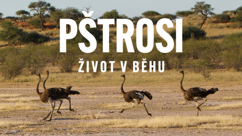 Pštrosi - život v běhu