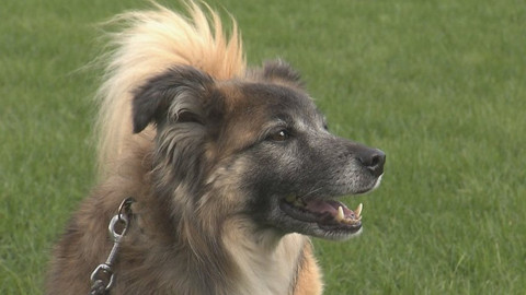 Chcete mě? - Chcete je?