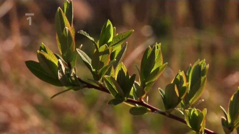 Živé srdce Evropy - Vrba borůvkovitá