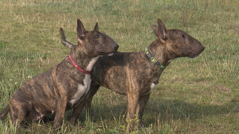 Chcete mě? - 17. února 2019