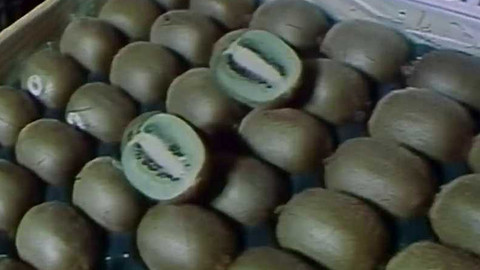 Archiv týdne 2025 - 17. prosinec 1987: Kiwi, novinka na vánoční tabuli