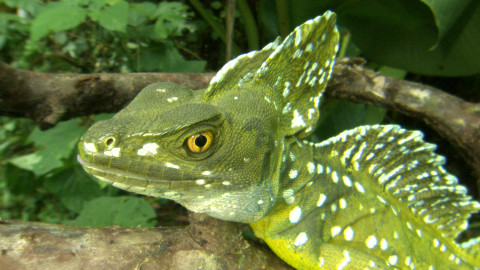 Darwinův úžasný svět zvířat - 12/13 Ještěr jako žádný jiný