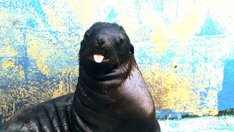 Příběhy zvířecích miminek - Epizoda 21/28