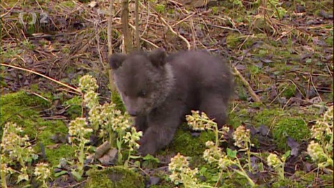 Méďové - Nebojácný tetřev