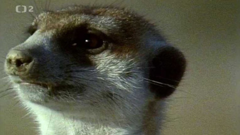 Tajemství zvířecího těla - 8/15 Oči