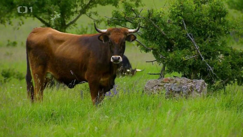 Polopatě - 21. června 2020