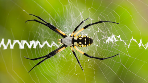 Svět zvířat - 6/10 Pavoukovci