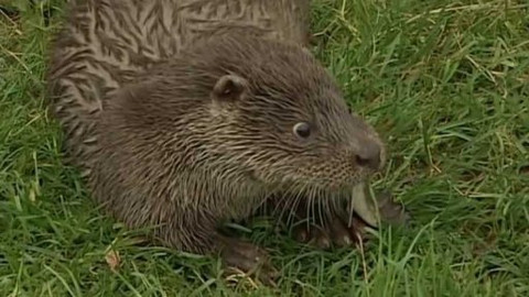 Vydrýsek - 11/13 O opravdovém nebezpečí