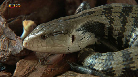 Terčin zvířecí svět - 19. března 2021