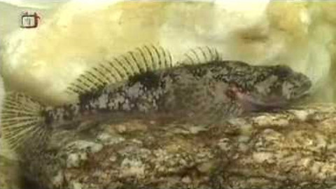 Živé srdce Evropy - Vranka obecná