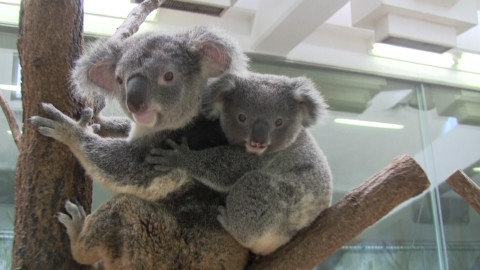 Příběhy zvířecích miminek - Epizoda 6/6