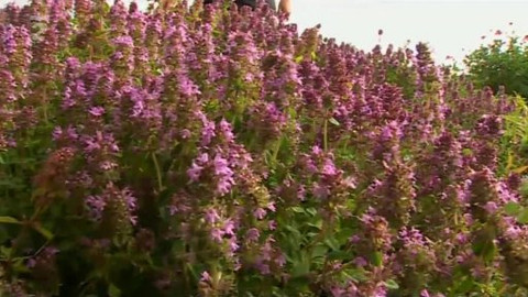 Přidej se - Šetrné moderní trendy v péči o trávník II.