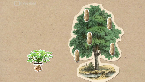 To je něco! - Jak zrají arašídy?