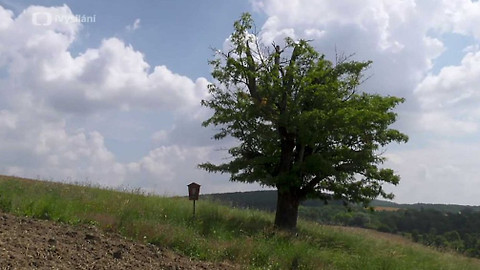 Minuty z přírody - Oskeruše