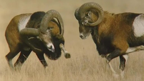 Moudronos - Naši - vaši obratlovci