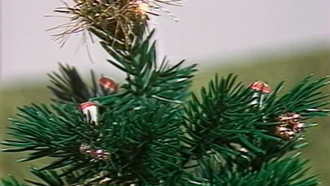 Archiv dne - 21. prosinec 1983: Umělé vánoční stromky