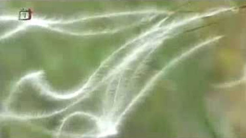 Živé srdce Evropy - Kavyl písečný