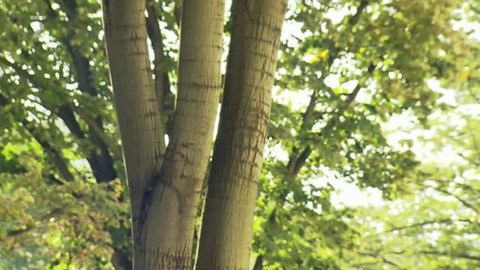 Nedej se! - Alej v Thákurově ulici v Praze