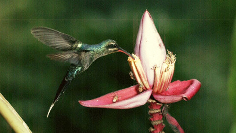 Obdivuhodný svět přírody - Kolibříci, včelí ptáci