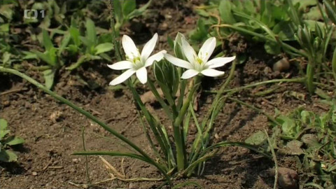 Živé srdce Evropy - Snědek Kochův