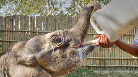 GEO 360° - Indická nemocnice pro divoká zvířata