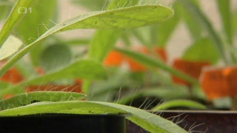 Padající květináč - 6. června 2007