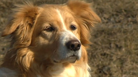 Chcete mě? - Chcete je?