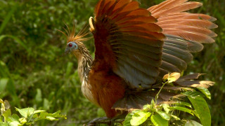 Jihoameričtí hoacíni